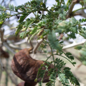 Feuilles de Kad (Acacia albida)