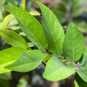 Feuilles de Dugor (Pomme cannelle)