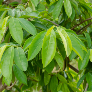 Feuilles de Corossol (Annona muricata)