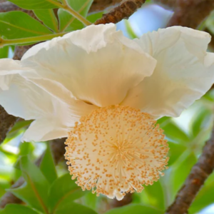 Fleurs de Baobab (Adansonia digitata)