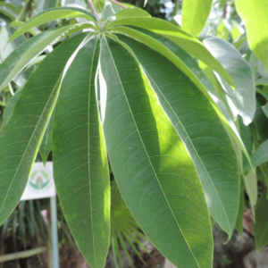 Feuilles de Fromager (Ceiba pentandra)