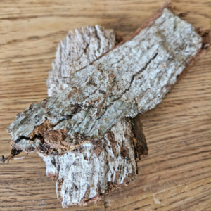 Écorces de Manguier (Mangifera indica)