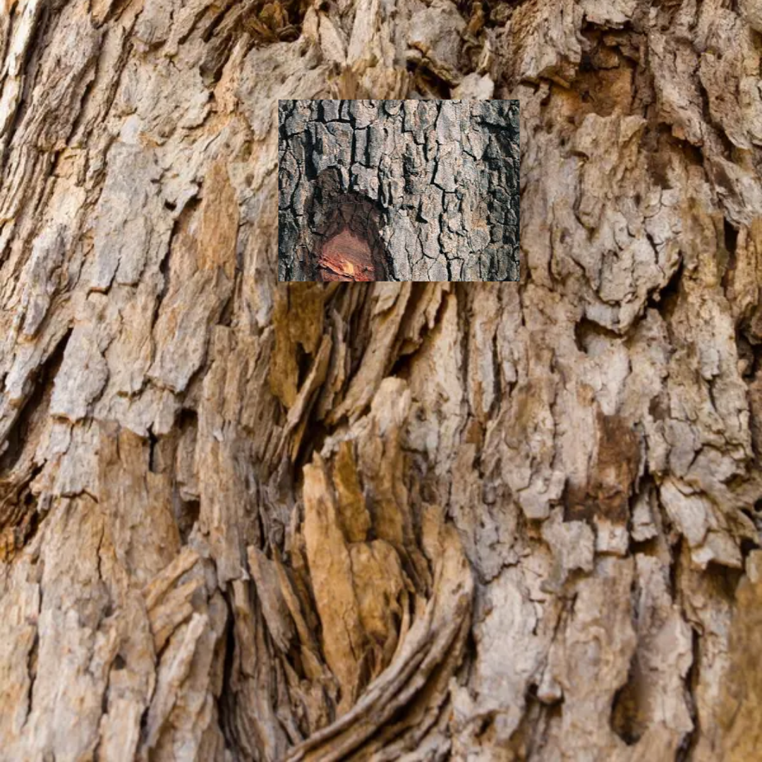 Écorces de Tamarinier (Tamarindus indica – Dakhar)