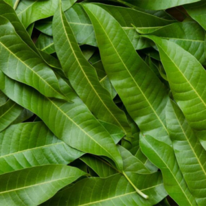 Feuilles de Manguier (Mangifera indica)