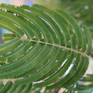 Feuilles de Néré (Parkia biglobosa – Huul)