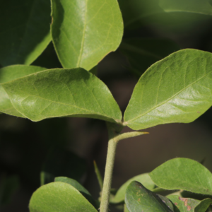 Feuilles de Suump (Balanites aegyptiaca)