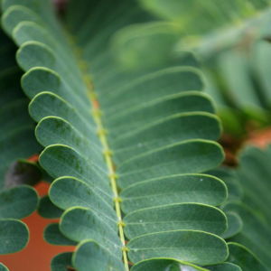 Feuilles de Tamarinier (Tamarindus indica – Dakhar)