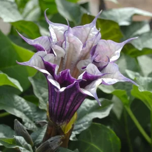 Fleurs de Datura (Datura metel – Ngun-ngun)