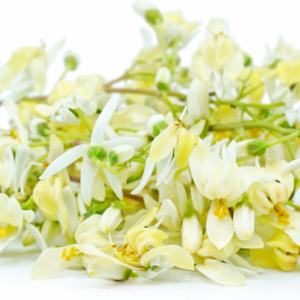 Fleurs de Moringa (Moringa oleifera – Nebeday)