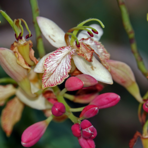 Fleurs de Tamarinier (Tamarindus indica – Dakhar)