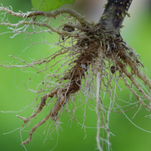 Racines de Savat (Combretum aculeatum)