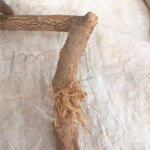 Racines de Suump (Balanites aegyptiaca)