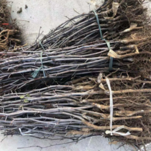 Racines de Jujubier (Zizyphus mauritiana – Sedem)