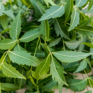 Feuilles de Neem (Azadirachta indica)