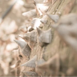 Écorces de Fromager (Ceiba pentandra)