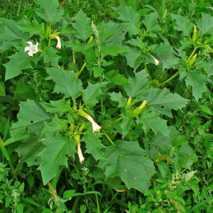 Feuilles de Datura (Datura metel – Ngun-ngun)