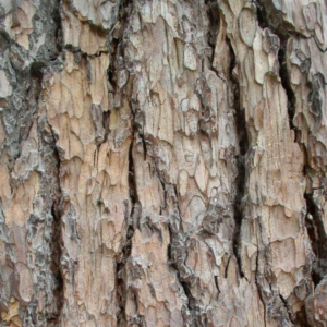 Écorces de Jujubier (Zizyphus mauritiana – Sedem)