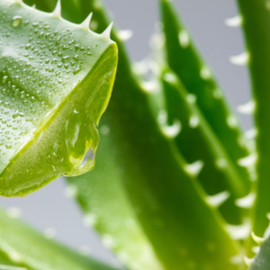 Feuilles d’Aloe