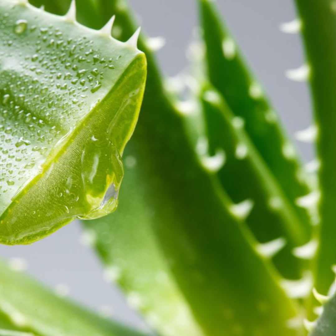 Feuilles d’Aloe