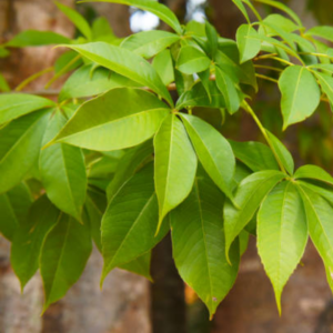 Feuilles de Baobab (Adansonia digitata)