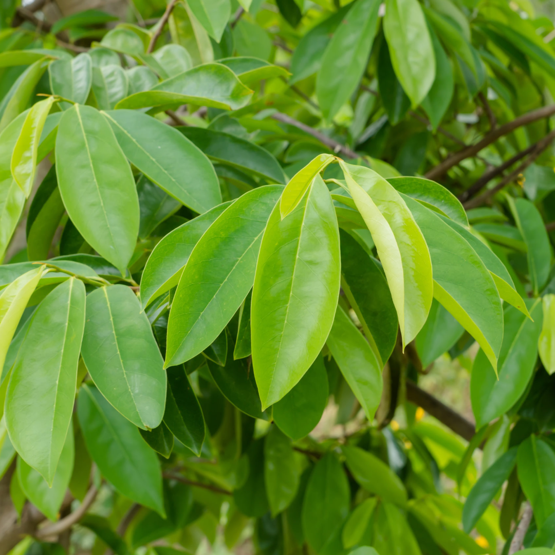 Feuilles de Corossol (Annona muricata)
