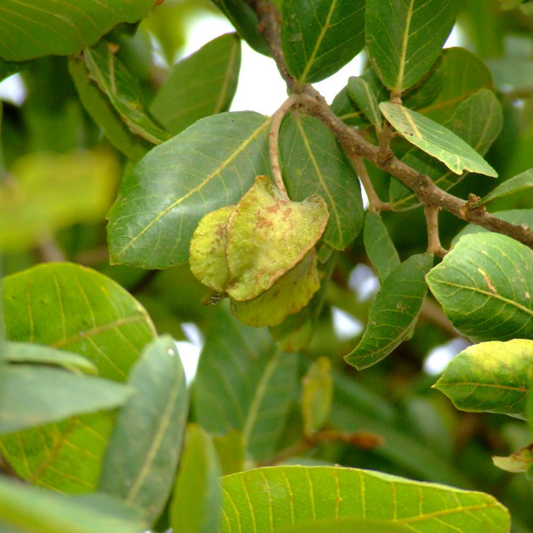 Feuilles de Savat (Combretum aculeatum)