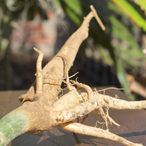 Racines de Moringa (Moringa oleifera – Nebeday)