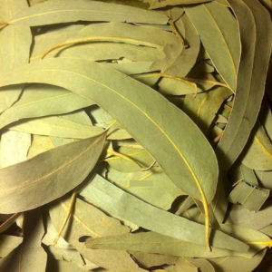 Feuilles d’Eucalyptus (Eucalyptus alba)
